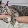 5 Alasan Kucing Mendengkur, Bisa Jadi Gejala Stres