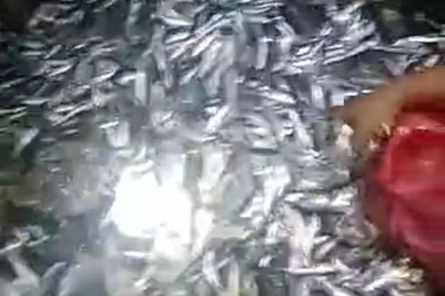 Viral, Video Jutaan Ikan Berloncatan Penuhi Pantai di Bandar Lampung