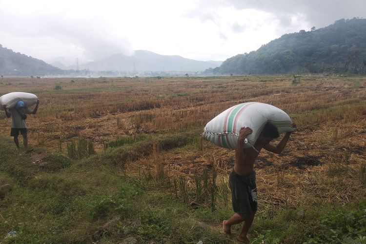Tampak buruh angkut padi di So Buncu, Desa Matua, Kecamatan Woja, Kabupaten Dompu, Senin (4/3/2024).