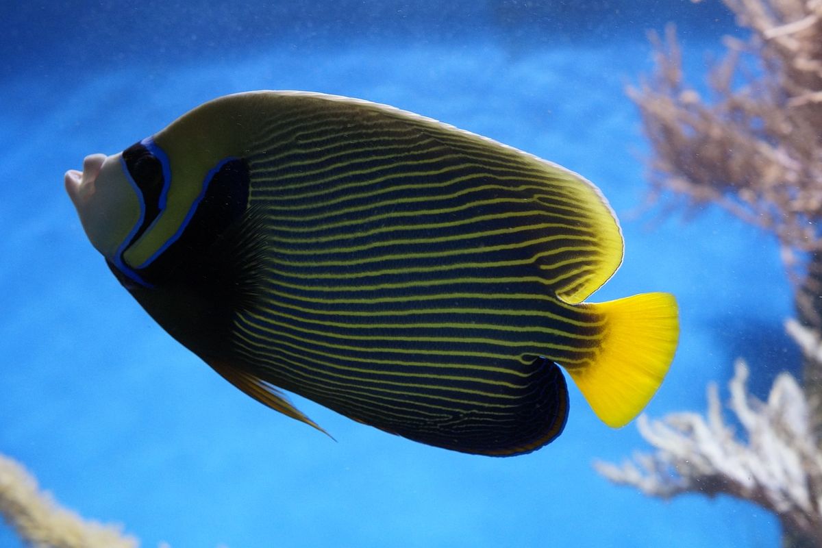 Ikan emperor angelfish yang menginspirasi karakter Karina di film The Little Mermaid (Pixabay/Efraimstochter)