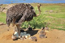 Burung Unta Punya Mata Terbesar di Antara Semua Hewan Darat