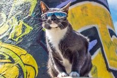 Alami Kelainan, Kucing Ini Harus Kenakan Kacamata Hitam