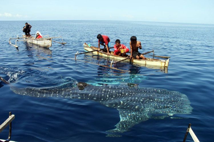 Anak-anak nelayan Pantai Botubarani Kecamatan Kabila Bone tengah bermain dengan hiu paus atau whale shark (Rhincodon typus) . Satwa raksasa ini sering muncul di laut belakang rumah nelayan.