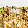 Panen Masih Berlangsung, Kabupaten Grobogan Siap Penuhi Kuota Jagung 30.000 Ton
