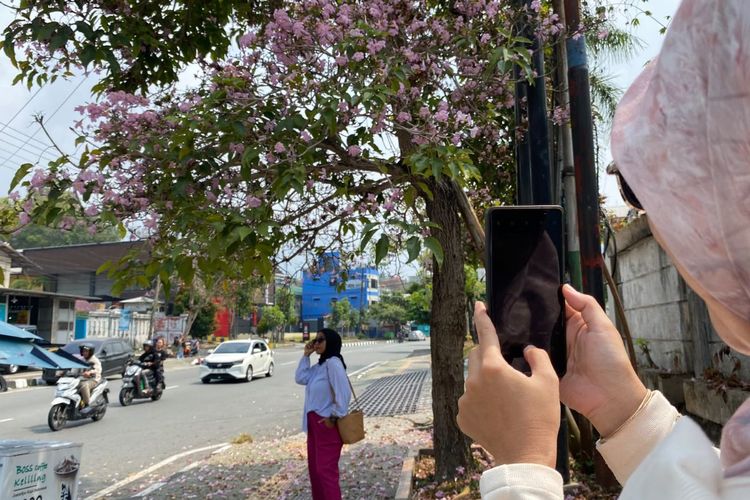 Fenomena Langka Tabebuya Mekar di Balikpapan, Warga Antusias Cari Spot Foto