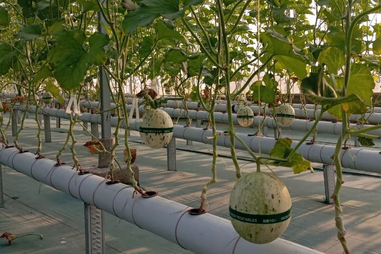 Melon Hidroponik dari Sidoarjo Tembus Papua hingga Bali, Sekali Panen Capai 1,5 Ton