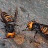 Bukan Lebah, Sopir di Kalteng Meninggal Disengat Tawon Vespa, Ini Kata Peneliti BRIN