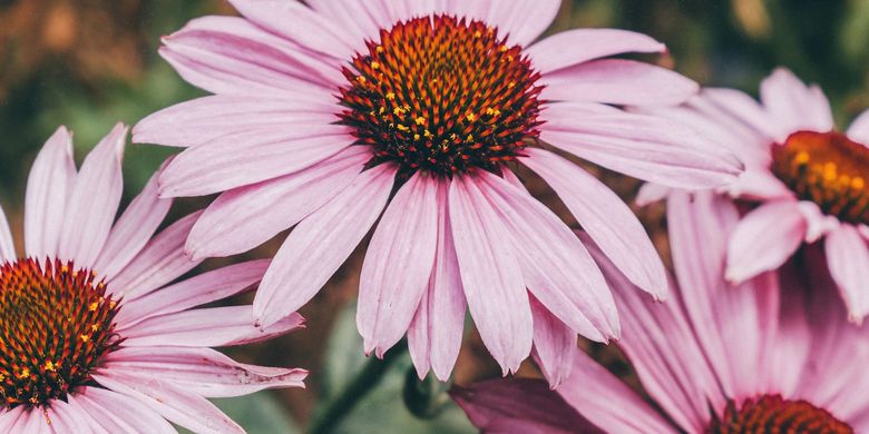 5 beautiful flowers that attract butterflies in the yard all of them