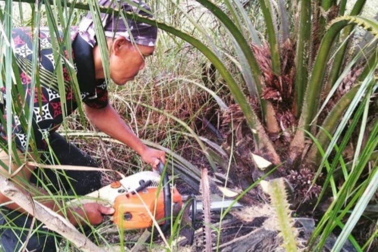 Petugas BBKSDA Riau memusnahkan lahan sawit seluas 2 hektar yang ditemukan di kawasan suaka margasatwa Giam Siak Kecil, Kabupaten Bengkalis, Riau, Jumat (22/10/2021).