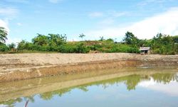 Berkat Pembangunan Embung dari Kementan, Petani di Sumsel Panen 5,5 Ton per Hektar