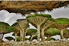 Di Manakah Socotra, Tempat Unik yang Disebut Warganet sebagai Pulau Dajal