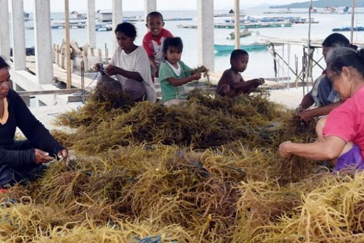 Para buruh tani sedang mengikat benih rumput laut di tali nilon. Para buruh tani ini dibayar Rp 1000 per ikatnya. Walau pun dengan harga rendah daya jual rumput laut, para petani rumput laut di Kelurahan Palabusa, Kecamatan LeaLea, Kota Baubau, Sulawesi Tenggara tetap bertahan