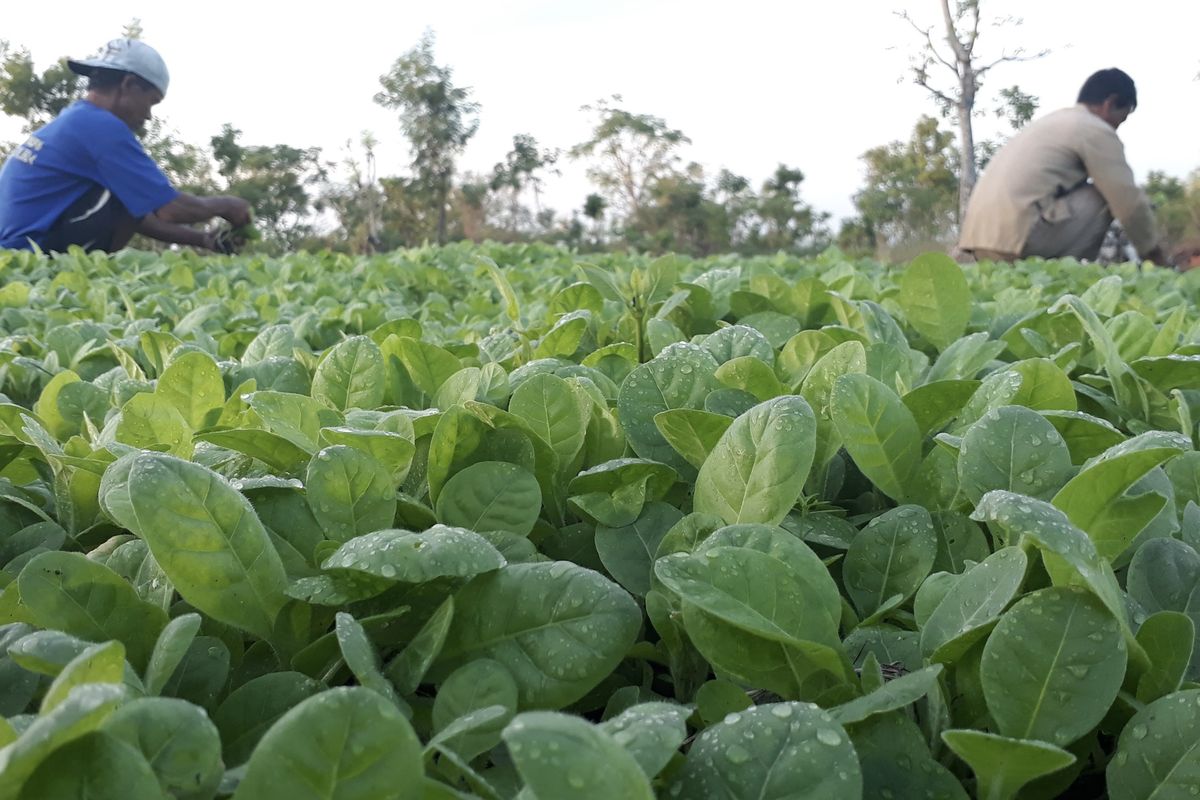 Petani segera melihat tanaman tembakau setelah diguyur hujan, Selasa (19/8/2025)