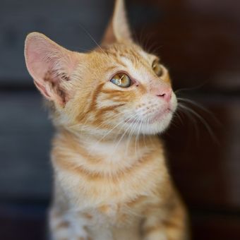 Membersihkan telinga kucing mungkin diperlukan, terutama ketika kucing memiliki masalah di telinganya seperti infeksi.