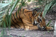 Dua Harimau Mati, Pemilik Kebun Binatang di Kanada Ditahan