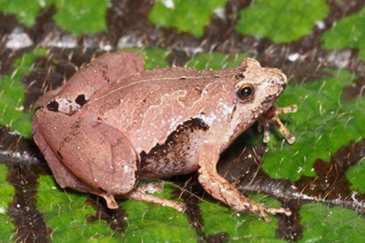 Inilah katak jenis baru ke-407 asli Indonesia yang baru dideskripsikan,  Microhyla gadjahmadai. Katak ini mirip percil Jawa, tapi ia memiliki ciri khas pola garis hitam yang samar dan lubang hidung ada di tengah mata dan ujung moncong.