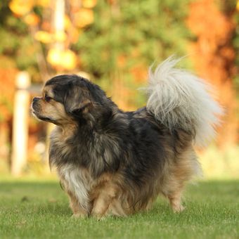 Ilustrasi anjing - Anjing ras Tibetan Spaniel.