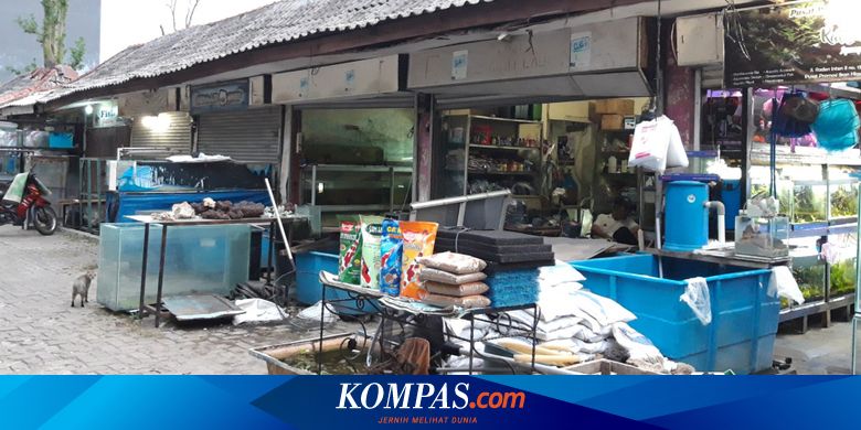 68 Koleksi Toko Ikan Hias Air Laut Jakarta Timur Gratis