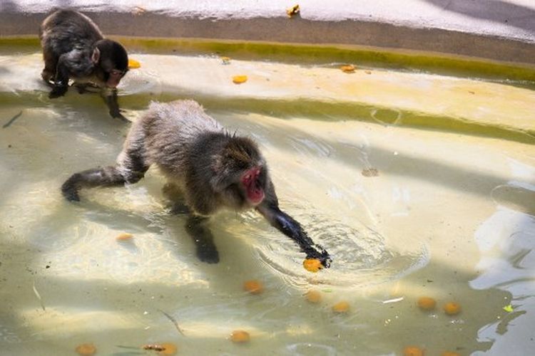Seekor kera Jepang memetik aprikot yang dilemparkan ke hewan di kolam, untuk mendinginkan diri di kebun binatang Roma (Bioparco di Roma) pada 28 Juni 2022 di tengah kenaikan suhu. Monyet Jepang dilaporkan baru-baru ini melukai puluhan orang di Kota Yamaguchi.
