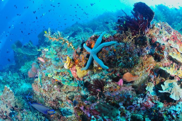 Food Trip ke Likupang, Destinasi Bahari yang Punya Banyak Cerita di Balik Keragaman Kulinernya