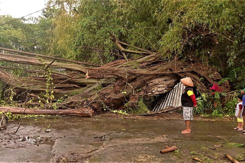 Hujan Es dan Angin Kencang Tumbangkan Pohon Berusia Ratusan Tahun di Magetan