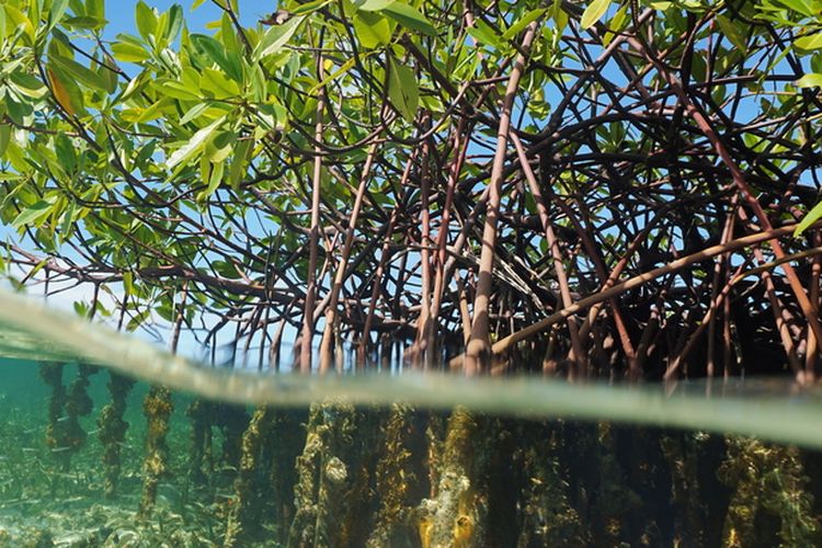 Ilustrasi mangrove (Rhizophora mangle) pohon bakau