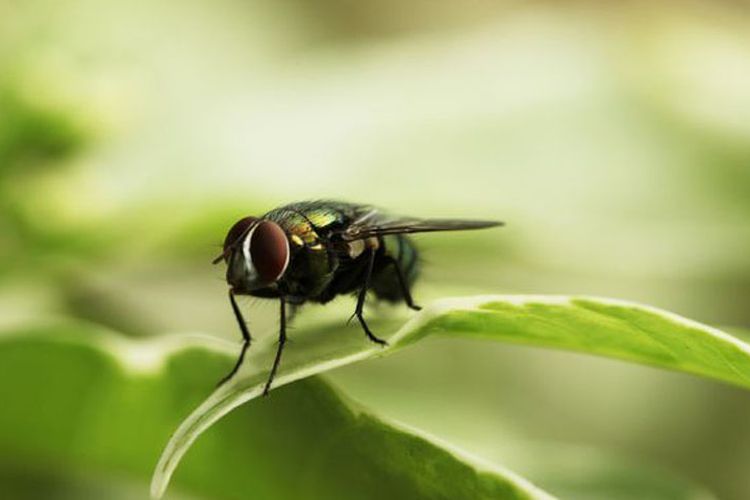 730 Koleksi Gambar Binatang Serangga  Hitam Putih HD 