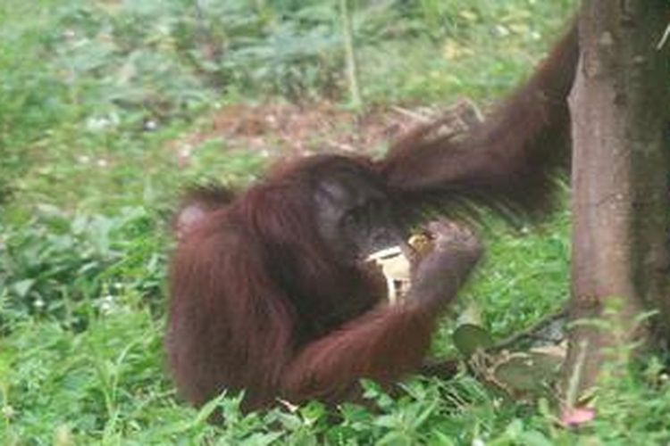 Induk dan anak orangutan ini berkeliaran di area kebun warga di Kampung Selok Bugis, Kariangau, Balikpapan, Kalimantan Timur, Kamis (7/2/2013). Ini bisa memicu potensi konflik dengan warga karena satwa eksotis itu memakan buah dari pohon milik warga, dan area jelajahnya pun makin mendekati rumah-rumah.

