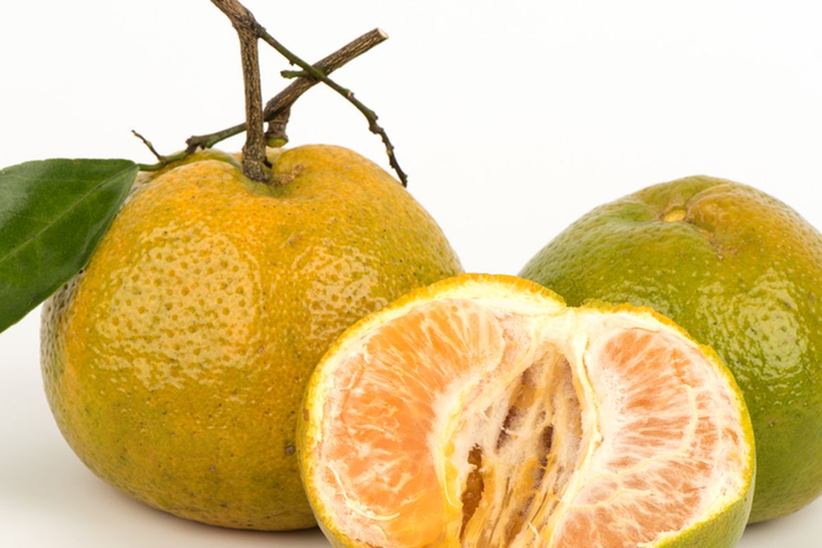 Ilustrasi buah jeruk keprok.