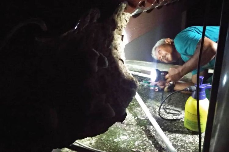 Petugas Animal Rescue Damkar Cianjur, Jawa Barat tengah berupaya mengevakuasi sarang tawon Vespa affinis yang menempel di plafon lantai dua rumah warga di daerah Maleber, Karangtengah, Cianjur, Jumat (14/2/2020) malam.