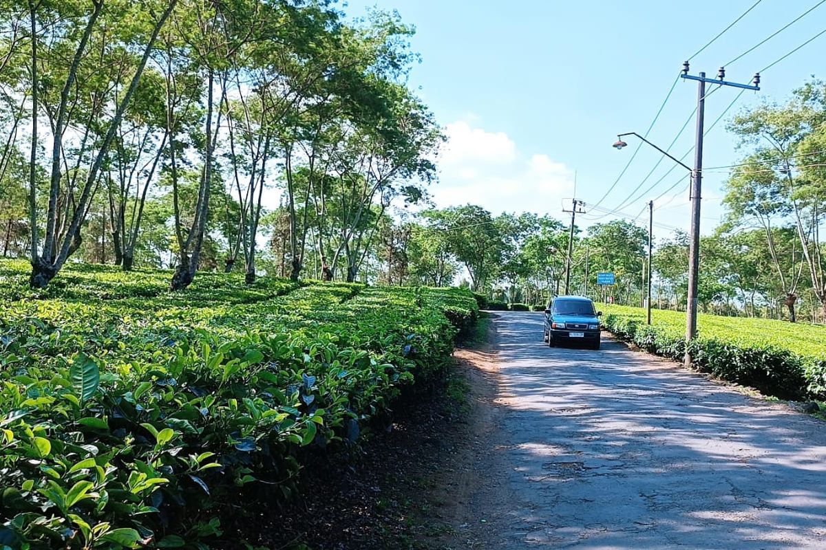 Kebun teh Wonosari.