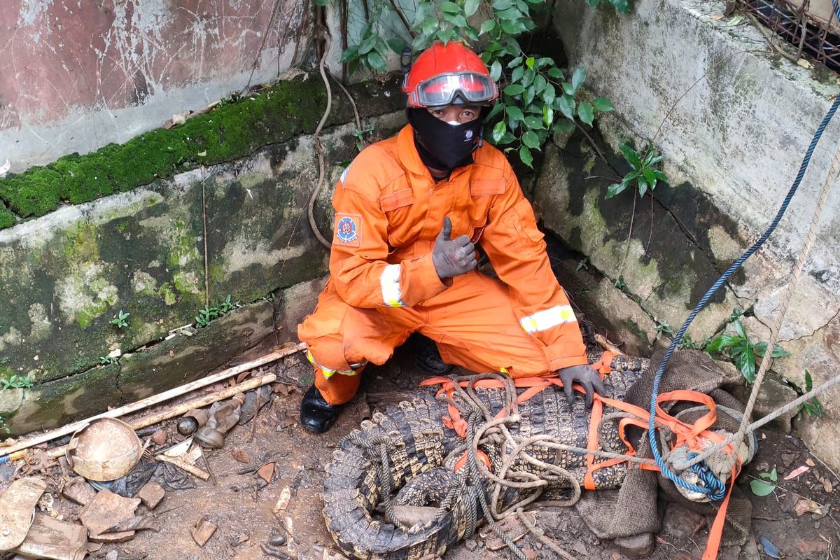 Seekor buaya muara sepanjang 2,5 meter dievakuasi dari kandang milik Prabowo Soenirman (65), warga Kompleks Dolog Jaya, Pondok Kelapa, Duren Sawit, Jakarta Timur, Jumat (14/1/2022).