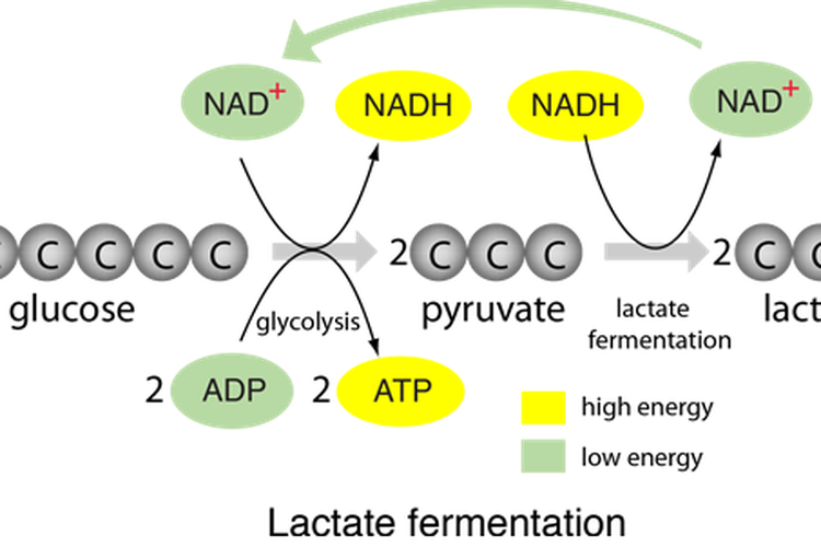 Perbedaan Fermentasi Alkohol Dan Fermentasi Asam Laktat 7450