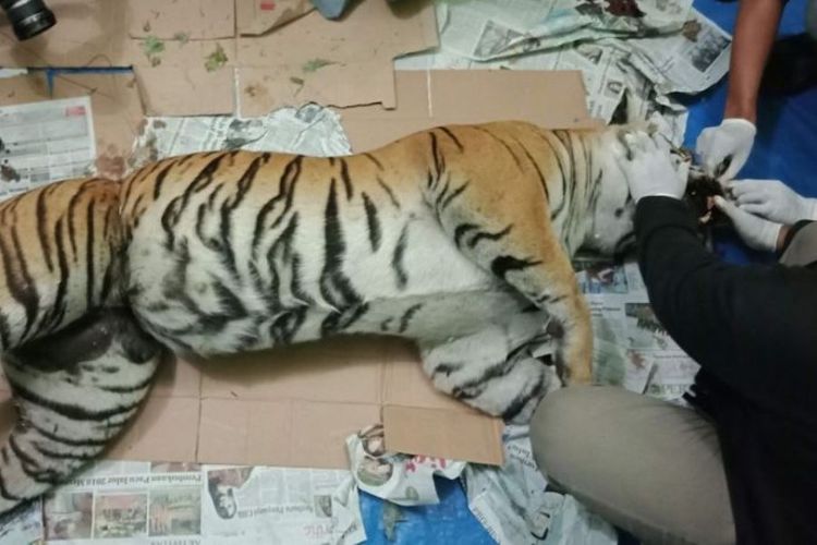 Harimau ini hamil besar dan sudah hampir melahirkan, namun akhirnya tewas setelah terjerat perangkap.
