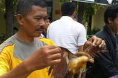 Polisi Surabaya Sita 200 Satwa yang Diselundupkan dari Papua