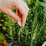 Tips Merawat Tanaman Rosemary agar Tumbuh Subur dan Tidak Cepat Mati