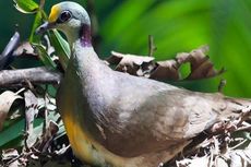 Delimukan Sulawesi Si Burung Pemalu Berhasil Didokumentasikan Saat Bersarang