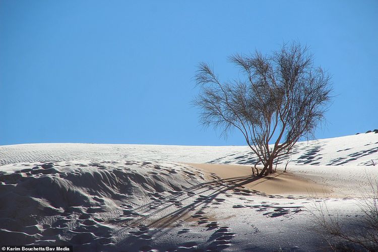 Salju telah turun di atas pasir di Gurun Sahara, Algeria, setelah suhu turun di bawah titik beku dalam semalam, menciptakan pemandangan yang menakjubkan, Senin (17/1/2022).
