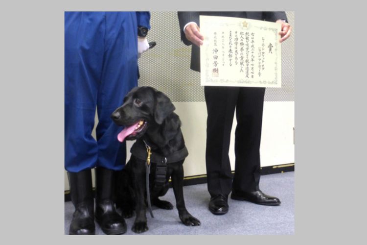 Moon Rocket, anjing di jajaran Kepolisian Kota Tokyo, Jepang yang mendapat penghargaan atas jasanya menemukan senjata api dan pelurunya di rumah seorang anggota Yakuza.