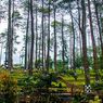 Wonogiri Juga Punya Hutan Pinus yang Instagramable, Tertarik?