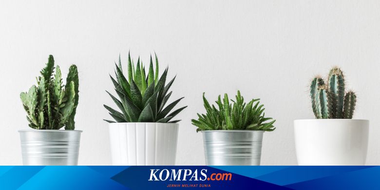 Soal Kabut Asap 5 Tanaman Hias Ini Bantu Bersihkan Udara Halaman All Kompas Com