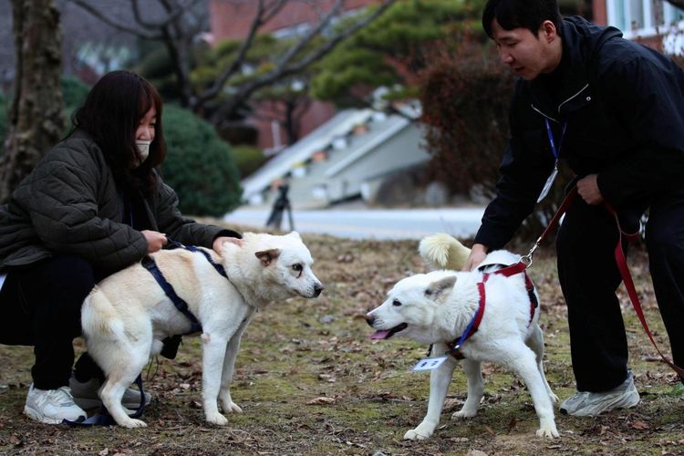 Anjing yang diberikan Kim Jong Un berakhir di kebun binatang Korea Selatan setelah masalah biaya perawatan. 