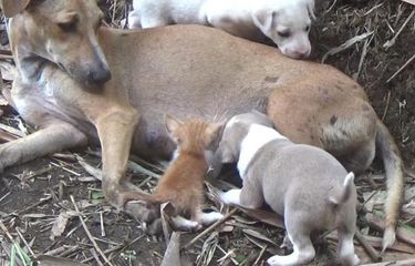 Kisah Anjing Selamatkan Anak Kucing yang Terbuang di Jalan