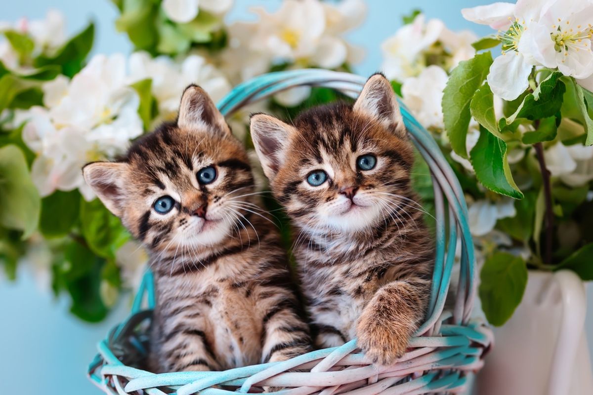 Penyebab Anak Kucing Berperilaku Buruk dan Cara Mendisiplinkannya