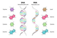 Mengenal Asam Ribonukleat atau RNA, Berikut Pengertian, Jenis, dan Fungsinya