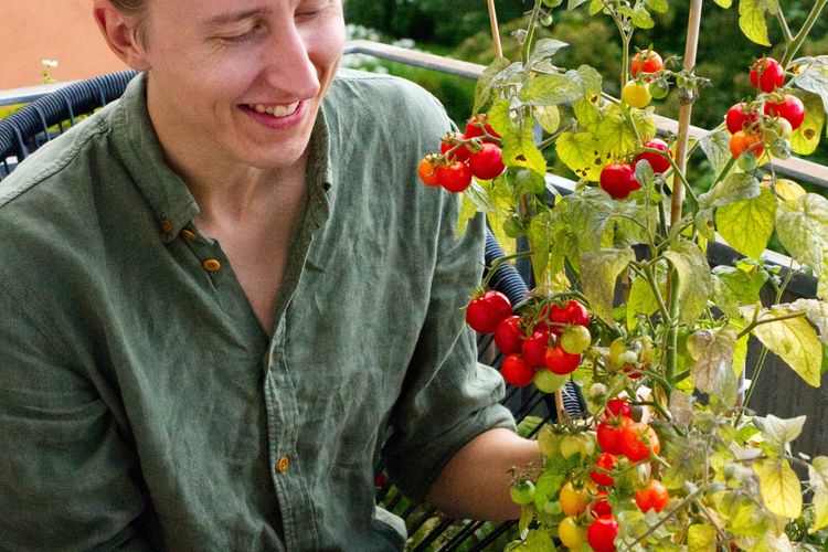 Tanaman tomat ceri adalah varietas yang bisa diletakkan indoor.