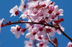 6 Bunga yang Mendatangkan Energi Positif di Rumah Menurut Feng Shui 