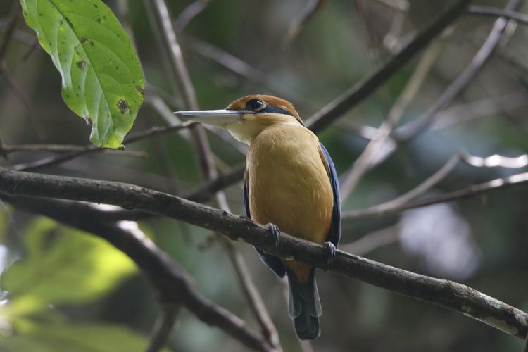 Obyek pengamatan burung di Taman Wisata Alam Kerandangan di Desa Wisata Senggigi, Lombok Barat, NTB. 