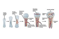 Osifikasi pada Tulang: Pengertian dan Jenisnya