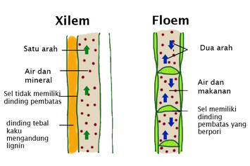 Jaringan Pembuluh Tumbuhan, Xilem dan Floem